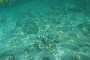 清澈海底世界的美丽景象