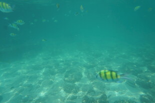 海底游动的条纹小鱼