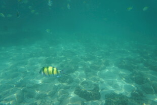 海底游动的条纹小鱼