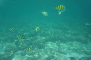 海底游动的多彩条纹小鱼