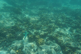 海底珊瑚礁中的多彩景象