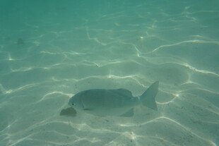 浅海中游动的灰黑色小鱼