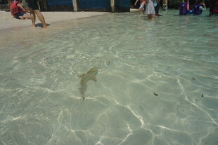 浅滩中的小鲨鱼