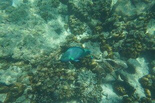 海底游动的蓝色小鱼