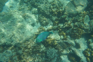 海底游动的蓝色小鱼