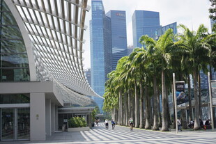 城市街道旁的棕榈树与高楼