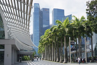 城市街道旁的棕榈树与高楼