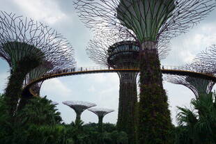 新加坡超级树景观