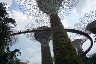 新加坡滨海湾花园擎天树