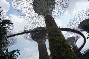 新加坡超级树景观