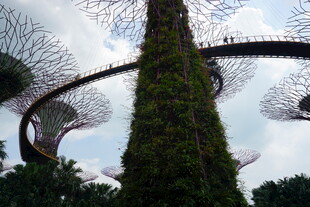 新加坡滨海湾花园树景