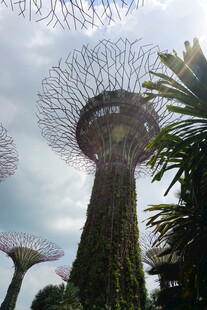 新加坡超级树景观