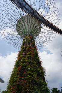 新加坡超级树景观