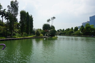 湖畔绿树环绕的宁静风光