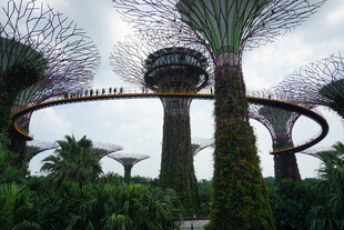 新加坡滨海湾超级树景观
