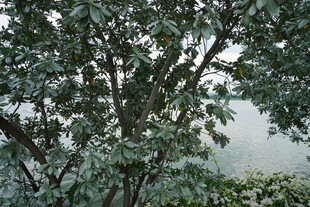 绿叶繁茂的树枝景象