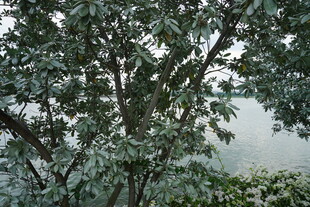 枝叶繁茂的树木景观