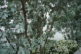 绿叶繁茂的树木景观