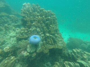 海底蓝水母与珊瑚景观