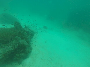 海底景象 可见绿色珊瑚