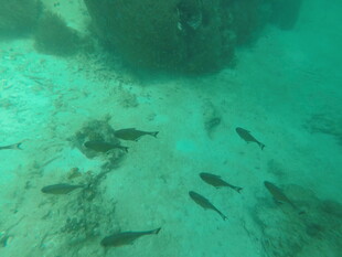 海底游动的一群小鱼