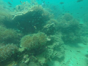 海底多彩珊瑚景观