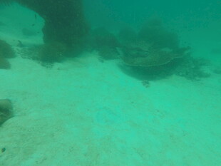 海底景象 水下礁石与沙地