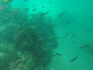 海底鱼群与珊瑚景观