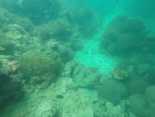 海底珊瑚礁景观