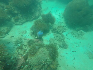 海底珊瑚礁景观