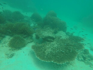 海底美丽珊瑚景观