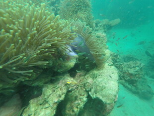 海底珊瑚丛中的彩色小鱼