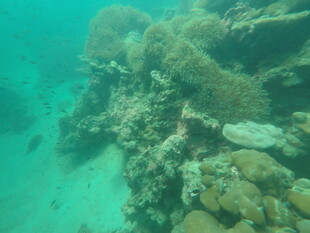 海底珊瑚礁石景观