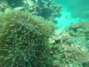 海底美丽的海葵景观