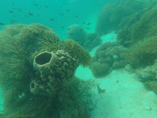 海底奇特海绵景观