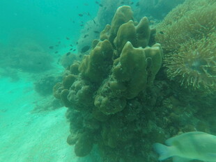 海底美丽珊瑚景观