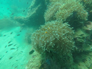 海底珊瑚与游动小鱼