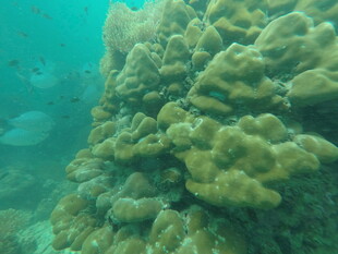 海底壮观的珊瑚景观