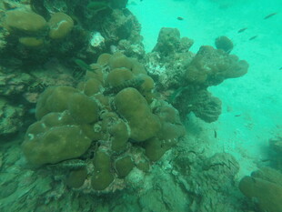 海底多彩珊瑚景观