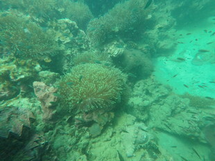 海底斑斓珊瑚景观