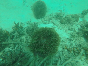 海底海胆与珊瑚景观