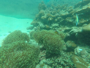 海底绚丽珊瑚景观