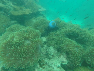 海底潜水赏多彩珊瑚