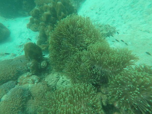 海底珊瑚景观画面