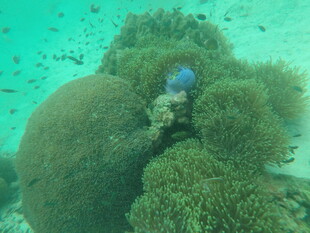 海底珊瑚丛中的蓝色生物