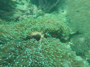 海底珊瑚丛中的神秘景象