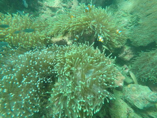 海底多彩海葵景观