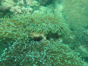 海底缤纷海葵景观