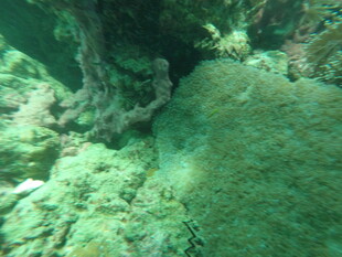 海底翠绿珊瑚景观