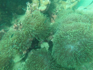 海底多彩珊瑚景观